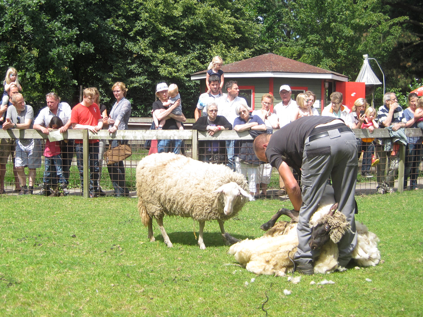 Schapenscheren 2015